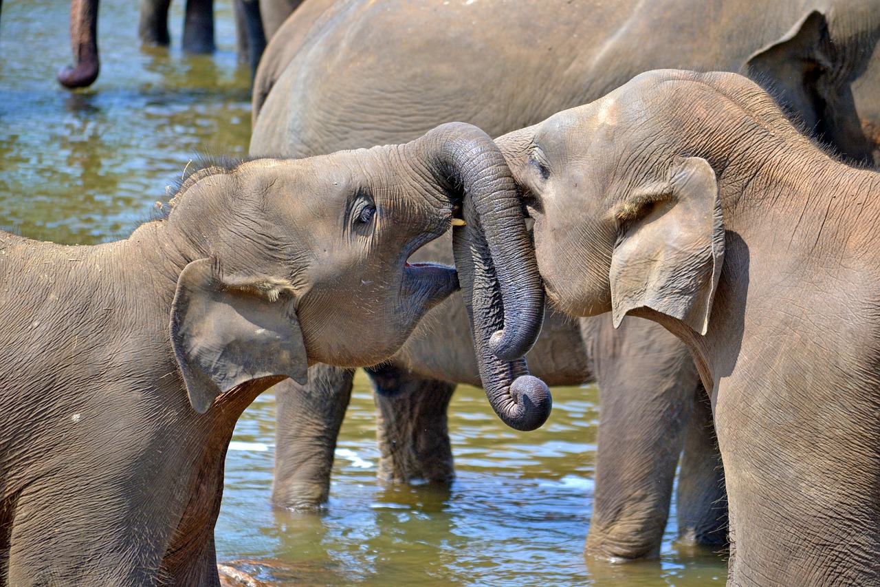 Sri Lanka ist ein super Reiseziel für November und man kann Elefanten in freier Wildbahn sehen.